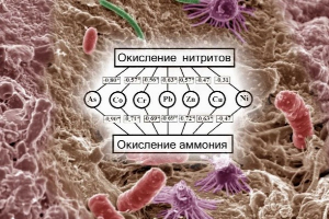 Учёные ЮФУ исследуют состояние микробных сообществ почв в рамках проекта РНФ