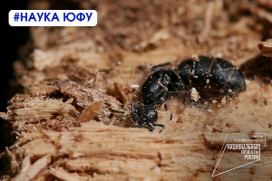Ученые ЮФУ впервые в России обнаружили мух-горбаток, паразитирующих на муравьях