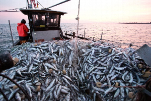 Главный научный сотрудник РНОМЦ ЮФУ опубликовал совместное с ЮНЦ РАН исследование о возможности увеличения морских рыбных ресурсов