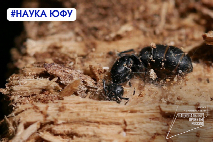 Ученые ЮФУ впервые в России обнаружили мух-горбаток, паразитирующих на муравьях